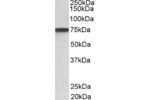 ABIN6391391 (1µg/ml) staining of A431 lysate (35µg protein in RIPA buffer). (Granulin 抗体  (AA 248-259))