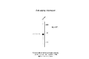 Western Blot of Anti-Alpha Internexin (chicken) Antibody - 200-901-D04 Western Blot of Anti-Alpha Internexin (chicken) Antibody. (INA 抗体)