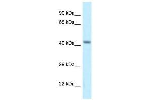 Western Blot showing Cacng8 antibody used at a concentration of 1. (CACNG8 抗体  (Middle Region))