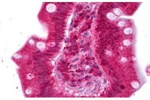 Anti-ENPP2 / Autotaxin antibody IHC staining of human small intestine. (ENPP2 抗体)