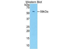 Western Blotting (WB) image for anti-Interferon Regulatory Factor 1 (IRF1) (AA 44-319) antibody (ABIN3206427) (IRF1 抗体  (AA 44-319))