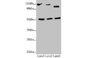 Western blot All lanes: NFIL3antibody at 2. (NFIL3 抗体  (AA 133-462))