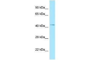 WB Suggested Anti-NADK Antibody Titration: 1.