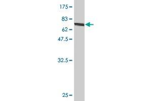 Western Blot detection against Immunogen (78. (GSDMD 抗体  (AA 1-484))