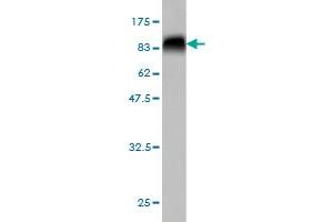Western Blot detection against Immunogen (76. (MKNK1 抗体  (AA 1-465))