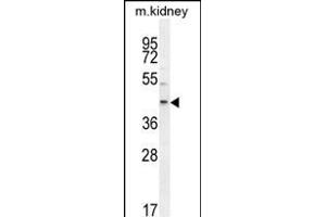 E2F2 Antibody (Center) (ABIN654438 and ABIN2844173) western blot analysis in mouse kidney tissue lysates (35 μg/lane). (E2F2 抗体  (AA 258-286))