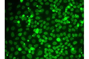 Immunofluorescence analysis of HeLa cells using LMNB1 antibody (ABIN5970980). (Lamin B1 抗体)
