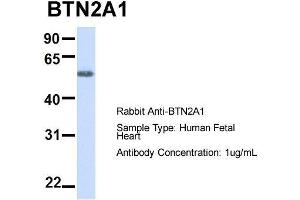 Host:  Rabbit  Target Name:  BTN2A1  Sample Type:  Human Fetal Heart  Antibody Dilution:  1. (BTN2A1 抗体  (N-Term))