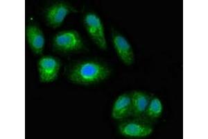 Immunofluorescent analysis of HepG2 cells using ABIN7156868 at dilution of 1:100 and Alexa Fluor 488-congugated AffiniPure Goat Anti-Rabbit IgG(H+L) (IL23A 抗体  (AA 20-155))