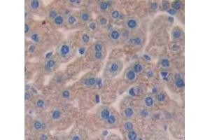 IHC-P analysis of Mouse Tissue, with DAB staining. (C4B 抗体  (AA 678-753))