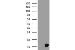 Image no. 1 for anti-FXYD Domain Containing Ion Transport Regulator 3 (FXYD3) antibody (ABIN1498343) (FXYD3 抗体)