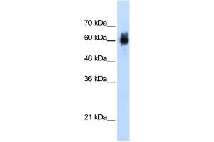WB Suggested Anti-NRF1 Antibody Titration:  1. (NRF1 抗体  (C-Term))