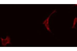 ABIN6274183 staining A549 by IF/ICC. (CKMT2 抗体  (Internal Region))