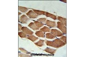 ARHGEF3 Antibody (Center) (ABIN652003 and ABIN2840492) immunohistochemistry analysis in formalin fixed and paraffin embedded human skeletal muscle followed by peroxidase conjugation of the secondary antibody and DAB staining. (ARHGEF3 抗体  (AA 211-240))