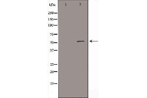Western blot analysis of extracts from HuvEc cells, using ALDH3B1 antibody.