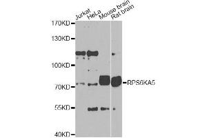 Western blot analysis of extracts of various cell lines, using RPS6KA5 Antibody (ABIN1876900) at 1:1000 dilution. (MSK1 抗体)