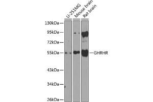Western blot analysis of extracts of various cell lines, using GHRHR antibody (ABIN6127953, ABIN6141077, ABIN6141078 and ABIN6224478) at 1:1000 dilution. (GHRHR 抗体  (AA 1-130))