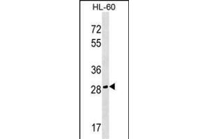 CGREF1 Antibody (C-term) (ABIN1536970 and ABIN2849467) western blot analysis in HL-60 cell line lysates (35 μg/lane). (CGREF1 抗体  (C-Term))