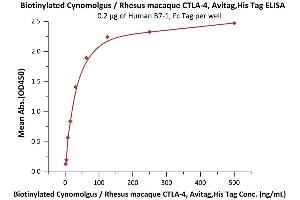 Immobilized Human B7-1, Fc Tag (ABIN2180846,ABIN2180845) at 2 μg/mL (100 μL/well) can bind Biotinylated Cynomolgus / Rhesus macaque CTLA-4, Avitag,His Tag (ABIN2180929,ABIN3071725) with a linear range of 2-31 ng/mL (QC tested). (CTLA4 Protein (AA 37-160) (His tag,AVI tag,Biotin))