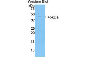 Western Blotting (WB) image for anti-Lactotransferrin (LTF) (AA 550-707) antibody (ABIN1859720) (Lactoferrin 抗体  (AA 550-707))