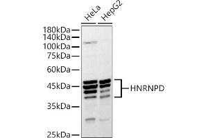 Western blot analysis of extracts of various cell lines, using HNRNPD antibody (ABIN7267632) at 1:1000 dilution. (HNRNPD/AUF1 抗体  (AA 1-306))