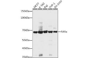 Western blot analysis of extracts of various cell lines, using RARα antibody (ABIN6128615, ABIN6146692, ABIN6146695 and ABIN6213825) at 1:1000 dilution. (Retinoic Acid Receptor alpha 抗体  (AA 1-457))