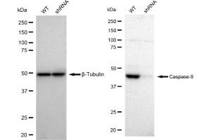 Western blotting analysis using Caspase-9 antibody (ABIN7797913). (Recombinant Caspase 9 抗体)