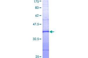 Image no. 1 for Annexin A1 (ANXA1) (AA 237-346) protein (GST tag) (ABIN1345170)