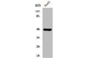 Western Blot analysis of HuvEc cells using GPR19 Polyclonal Antibody (GPR19 抗体  (C-Term))