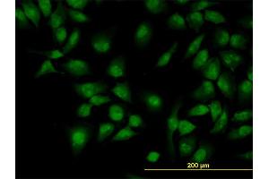Immunofluorescence of monoclonal antibody to CLK3 on HeLa cell. (CLK3 抗体  (AA 36-136))