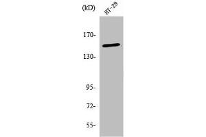 Western Blot analysis of HT29 cells using USP42 Polyclonal Antibody (USP42 抗体  (Internal Region))