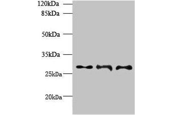 BARX1 anticorps  (AA 1-100)