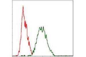 Flow cytometric analysis of Hela cells using RAF1 mouse mAb (green) and negative control (red). (RAF1 抗体)