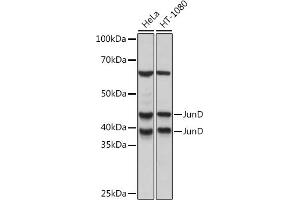 Western blot analysis of extracts of various cell lines, using JunD Rabbit mAb (ABIN7268050) at 1:1000 dilution. (JunD 抗体)