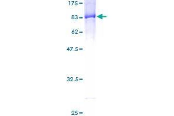 PUF60 Protein (AA 1-499) (GST tag)