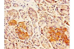 IHC image of ABIN7165254 diluted at 1:300 and staining in paraffin-embedded human pancreatic tissue performed on a Leica BondTM system. (DLK1 抗体  (AA 24-303))