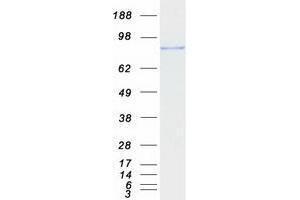 Western Blotting (WB) image for phosphodiesterase 4B, cAMP-Specific (PDE4B) (Transcript Variant A) protein (Myc-DYKDDDDK Tag) (ABIN2728515)