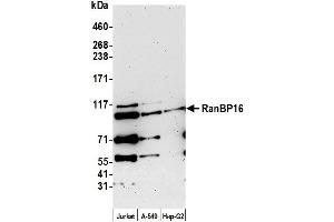 anti-Exportin 7 (XPO7) (AA 1-50) antibody