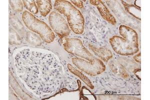 Immunoperoxidase of purified MaxPab antibody to CDH16 on formalin-fixed paraffin-embedded human kidney. (Cadherin-16 抗体  (AA 1-829))