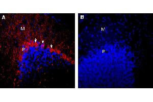 Expression of nAChRα7 in mouse cerebellum.