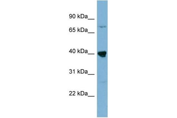WDR55 抗体  (Middle Region)
