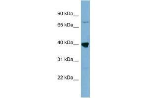 WB Suggested Anti-WDR55 Antibody Titration: 0. (WDR55 抗体  (Middle Region))