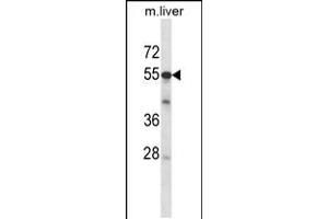 Western blot analysis in mouse liver tissue lysates (35ug/lane). (ADCK2 抗体  (AA 232-259))