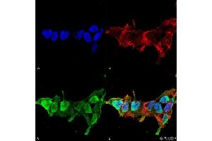 Immunocytochemistry/Immunofluorescence analysis using Mouse Anti-Mitofusin 2 Monoclonal Antibody, Clone S153-5 . (MFN2 抗体  (AA 370-600) (Biotin))