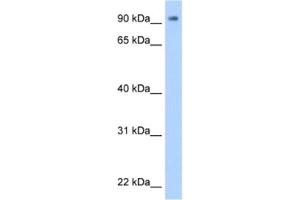 Western Blotting (WB) image for anti-Zinc Finger Protein 408 (ZNF408) antibody (ABIN2461937) (ZNF408 抗体)