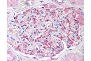 Human Kidney (formalin-fixed, paraffin-embedded) stained with GPX6 antibody ABIN214245 at 10 ug/ml followed by biotinylated anti-mouse IgG secondary antibody ABIN481714, alkaline phosphatase-streptavidin and chromogen. (Glutathione Peroxidase 7 抗体)
