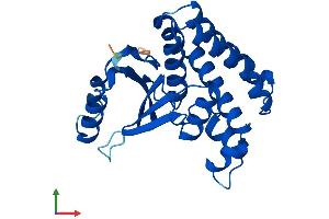 Protein Structure (PS) image for OTU Domain, Ubiquitin Aldehyde Binding 2 (OTUB2) (AA 1-234) protein (His tag) (ABIN7560585)