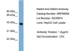 WB Suggested Anti-GNAI3  Antibody Titration: 0. (GNAI3 抗体  (Middle Region))