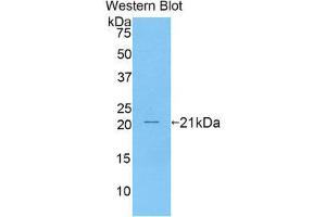 Western Blotting (WB) image for anti-CD27 Molecule (CD27) (AA 19-188) antibody (ABIN1174149) (CD27 抗体  (AA 19-188))