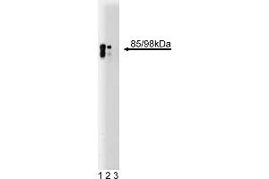 Western Blotting (WB) image for anti-Huntingtin Associated Protein 1 (HAP1) (AA 100-289) antibody (ABIN968461) (HAP1 抗体  (AA 100-289))